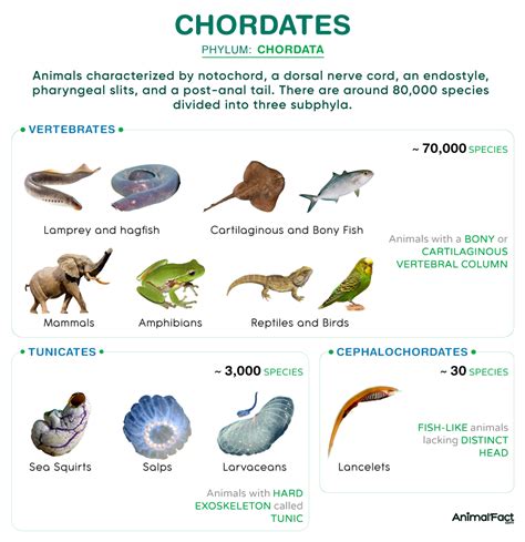 Chordates